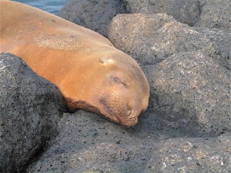 Was kann dies Tiere Wohl stoeren?