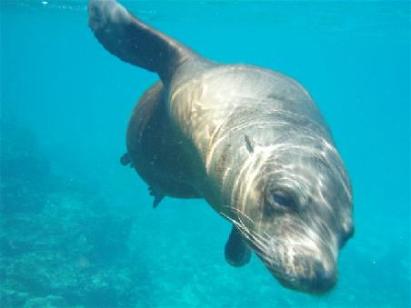 Seeelefant unter Wasser
