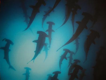 Hammerheads