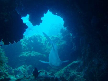 Reef Shark