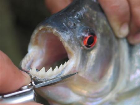 Piranhia nette Beisserchen