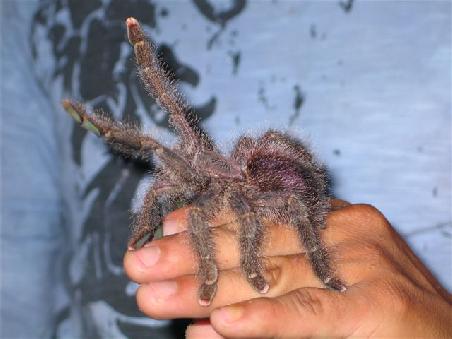 Tarantula