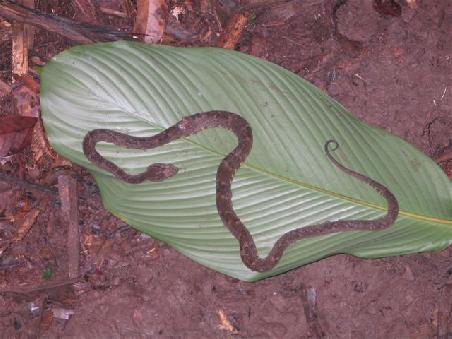 Brown Ground Snake