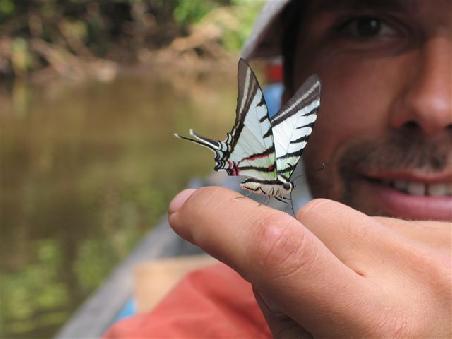 Schmetterling fast handzahm