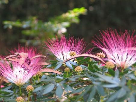Blumenpracht im Jungel