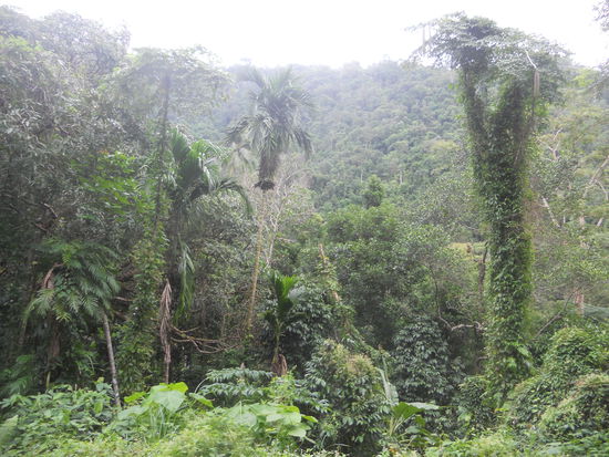 Im Dschungel auf der Suche nach einem Wasserfall