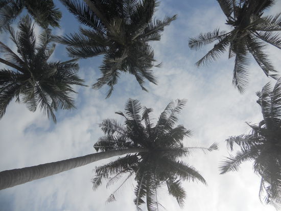 Ein Blick von unten, bescherte uns ein mulmiges Gefühl. Fällt eine Kokusnuss oder überleben wir es  - bisschen Risiko macht einen Strandaufenthalt aufregender 