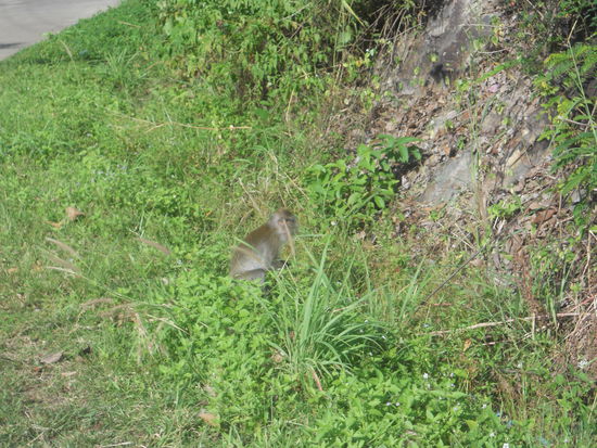 Monkeys am Straßenrand