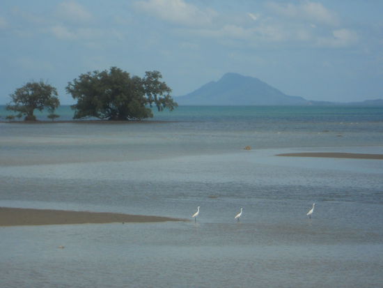 Shrimpszucht im Norden