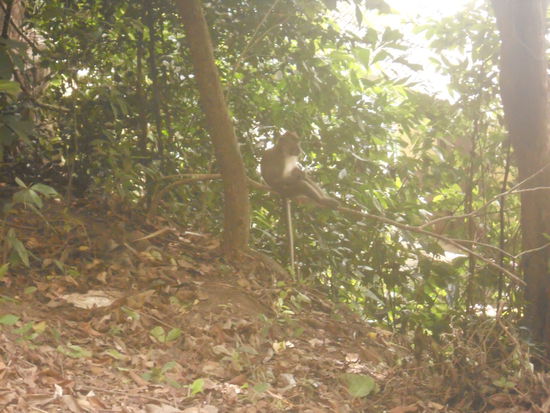 Ein Mitglied der Affenfamily die uns begegnet ist