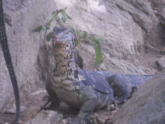 Ach ja, die liefen dort auch rum 