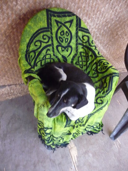 Candle, unser treuer Haushund