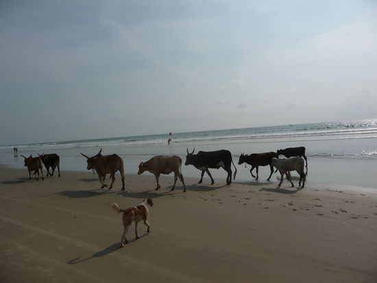 Taeglicher Strandspaziergang der heiligen Kuehe