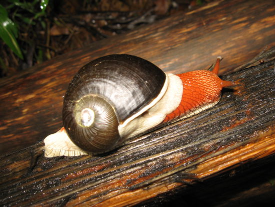 Indische Schnecke, gross und farbig