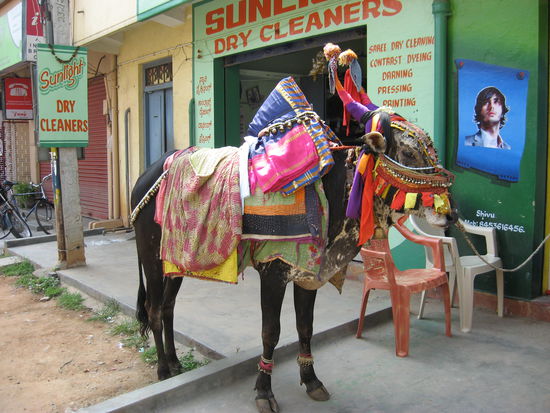 Geschmueckter Bueffel (Besitzer wollte noch Geld fuer das Photo, tss.)