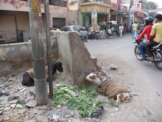 Im Winter duerfen auch Ziegen warme Decken tragen
