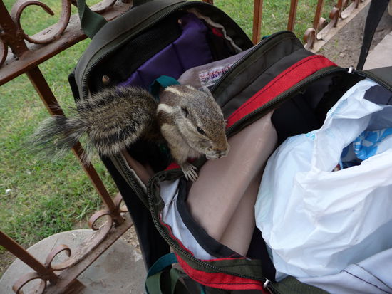 freches Streifenhoernchen