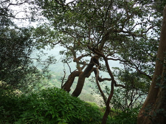 Matheran liegt auf einem Huegelkamm auf 800 m Hoehe. Theoretisch koennte man bis Mumbai sehen, wenn das Wetter mitspielt. Da leider nur Dunst zu sehen war, gibts jetzt dafuer Vegetation 