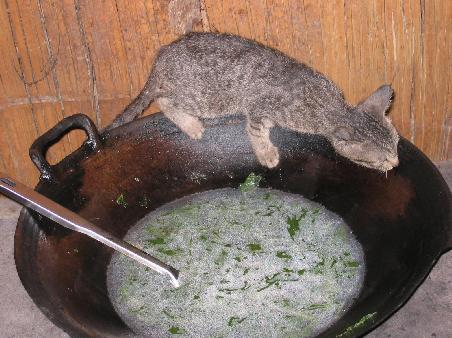 Fruehstueck fuer die Katz(e) oder Katze zum Fruestueck?