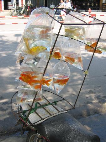 Goldfisch-Transport auf vietnamesisch