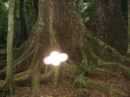 Gibt's UFO's im Cuc Phuong Nationalpark?