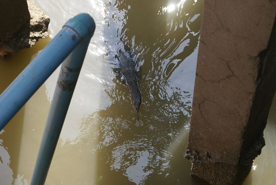 that's Bkk. an iguana in the channels.