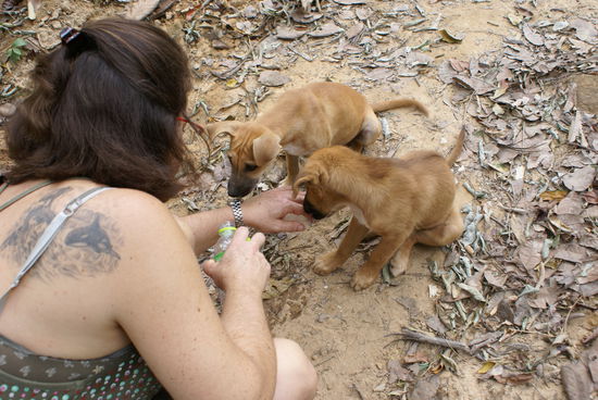 Bei einer Wanderung ueber die Insel haben wir diese Welpen gesehen.
