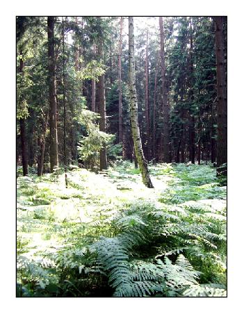 Nach einem langen Marsch durch den Wald....