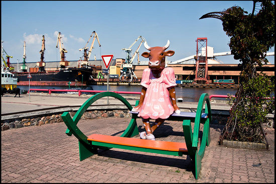 Kühe, Kühe, Kühe und