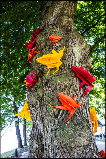 große Origamifrösche