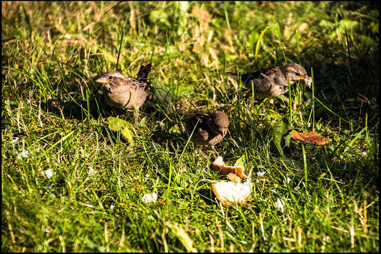 Reste von nicht unserem Frühstück 