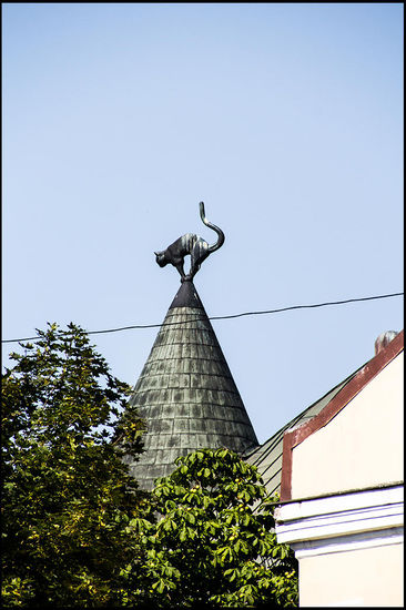 Überall in Riga findet man Katzen.