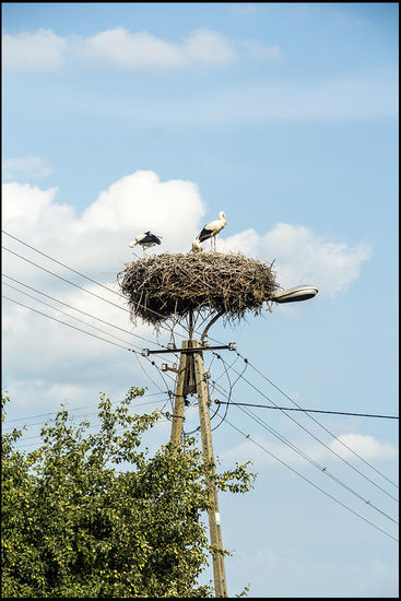 Störche, Störche, Störche ... davon werden wir auf unserem Roadtrip noch jede Menge sehen.