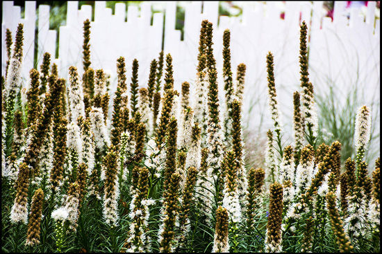 Außen an der Stadtmauer wurden Blumenbeete verschiedenen Ländern kunstvoll zugeordnet und gestaltet.