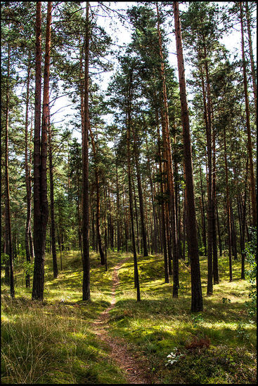 Waldweg