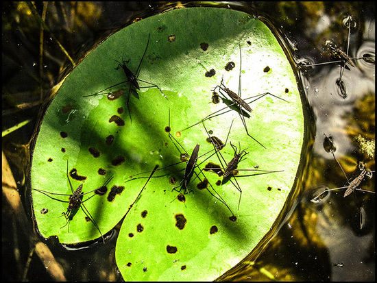 Und dann sind die Batterien von Sulamiths Kamera leer und wir kehren auf dem selben Weg zurück, wie wir kamen. Auf dem See haben wir große Schwierigkeiten unser Kajak gegen die Wellen zu steuern und sehen uns schon im Wasser liegen. Obwohl wir am Rand versuchen zu fahren, kommt uns der See mit seinem Wellengang ganz schön mächtig vor. Als wir wohlbehalten, ohne Schiffbruch, am Hostelsteg anlegen, kommen wir uns stolz wie Oskar vor.