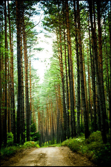Wir wollen gerne die Orte finden, die noch historisch erhalten sind. Sie sollen hier irgendwo im Nationalpark sein.
Zunächst finden wir nur jede Menge Blaubeeren. Ein paar sammeln wir uns, was ganz schön mühsam ist, da sie sehr viel kleiner als unsere Kulturheidelbeeren sind.