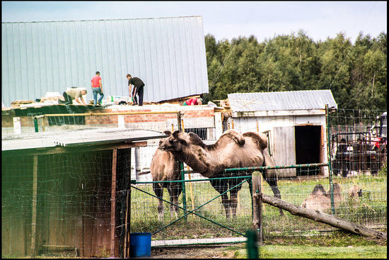Warum sind denn hier Kamele?