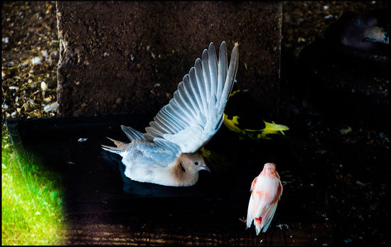 Außerdem ist man auf dem Rundweg durch den Park dann auch automatisch im Zoo.