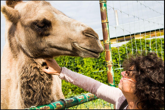 Und weil Heike alles mit Fell mag, kann dieses Kamel sich freuen, von ihr verwöhnt zu werden.