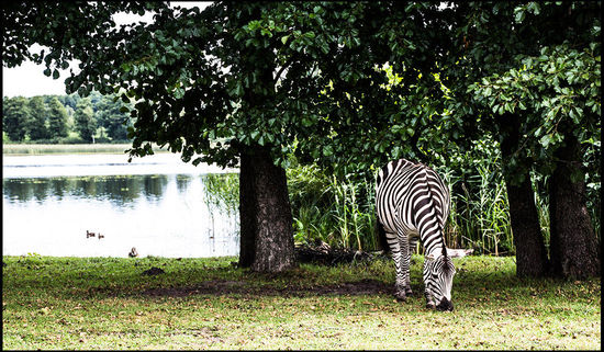 Seeidylle mit Zebra.