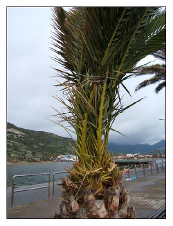 Diese Palme sieht wie eine große Ananas aus.