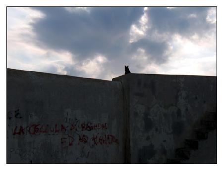 Hinter dieser einsam wirkenden Mauer mit einsam wirkender Katze lauern mindestens 15 Katzen, die gerade über alte Essensreste herfallen.