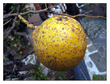 Zitrone in Budoni