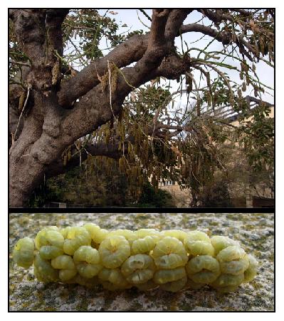 Frucht und dazugehöriger Baum.
Was das wohl ist?
Erblickt in Alghero.
