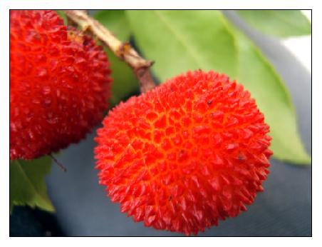 Baumerdbeeren in Arzachena gesehen