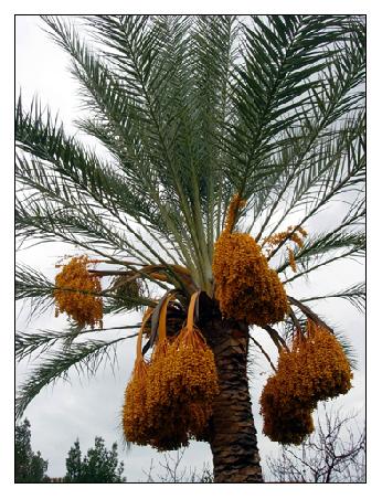 Dattelpalme in Sinsicola