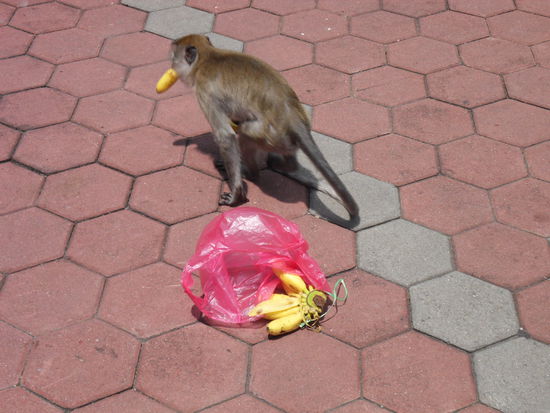 Einer der Bananendiebe