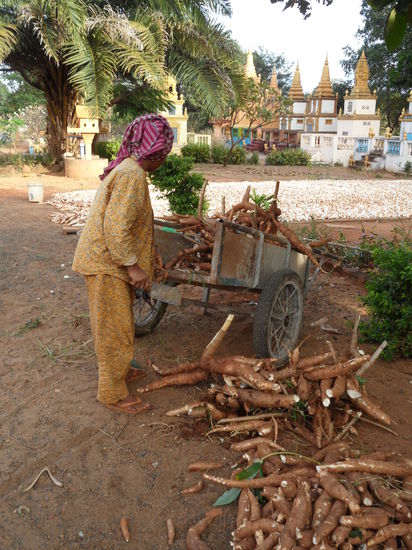 Diese Wurzeln werden auch "Tomate" genannt 
