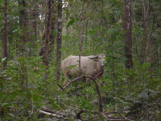 unterwegs "wilde" Tiere 